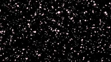 キラキラ 紙吹雪の動画 無料の動画素材サイト 動画ac