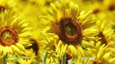 ひまわり シルエット イラストの無料ダウンロードサイト シルエットac