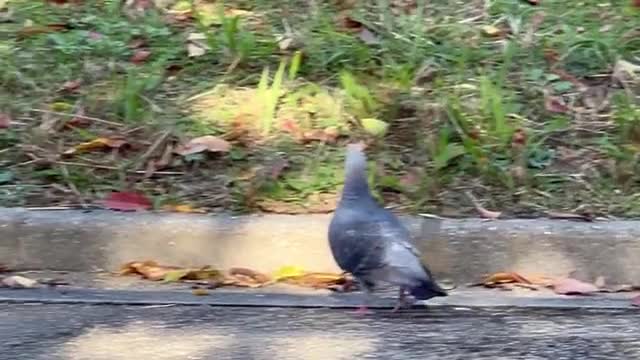 公園を歩き回る一羽の鳩の動画｜無料の動画素材サイト「動画AC」