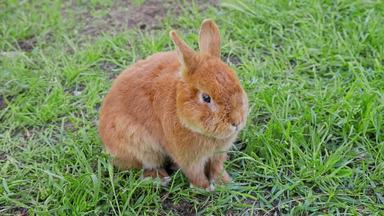 うさぎ シルエット イラストの無料ダウンロードサイト シルエットac