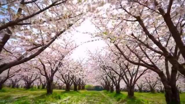 桜の木の動画|無料の動画素材サイト「動画AC」