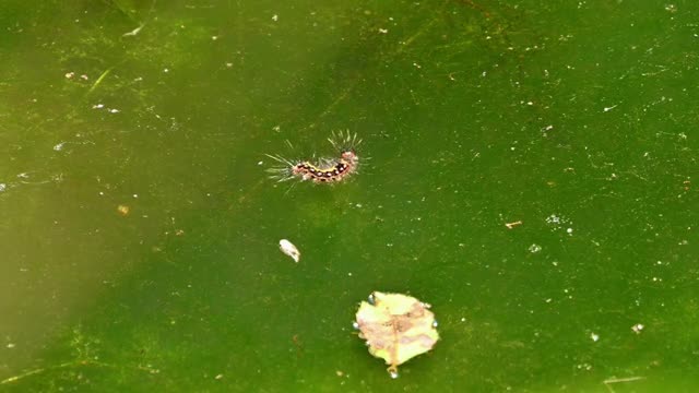 水面でもがく モンシロドクガ幼虫の動画|無料の動画素材サイト「動画AC」