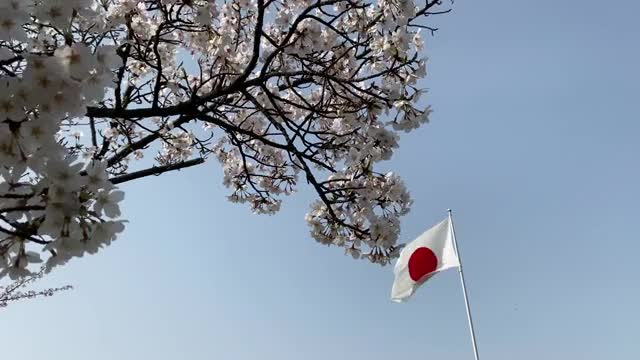 春の大阪・堺市 仁徳天皇陵の桜花・日章旗の動画｜無料の動画素材サイト「動画AC」