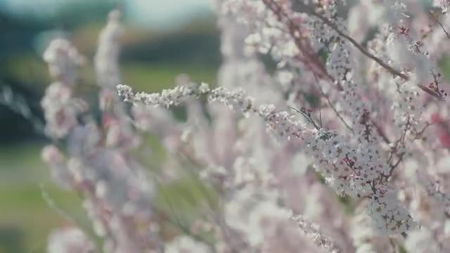 白柳の動画｜無料の動画素材サイト「動画AC」