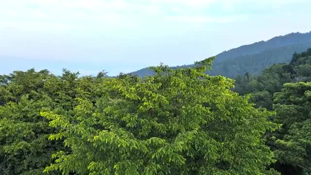 強風でたわむ樹木①の動画|無料の動画素材サイト「動画AC」