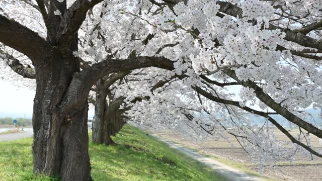 春 桜並木 桜 お花見 自然 風景 の動画|無料の動画素材サイト「動画AC」