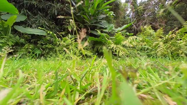 草むらローアングルの動画｜無料の動画素材サイト