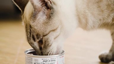 エンゼルフィッシュ シルエット イラストの無料ダウンロードサイト シルエットac