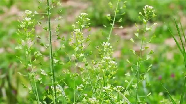 ぺんぺん草の動画｜無料の動画素材サイト「動画AC」