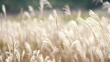 稲穂 シルエット イラストの無料ダウンロードサイト シルエットac