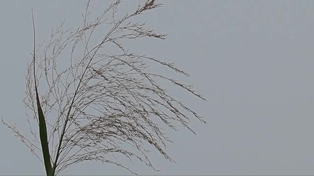 風に揺れる荻の動画|無料の動画素材サイト「動画AC」