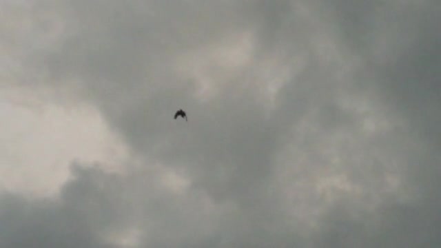 空を飛ぶ一羽の鳥の動画｜無料の動画素材サイト「動画AC」