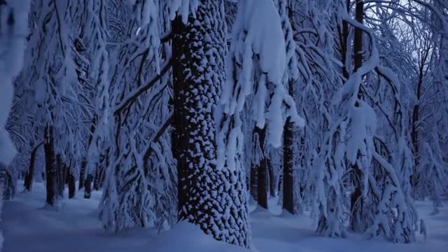 夕暮れに染まる冬の森の動画｜無料の動画素材サイト