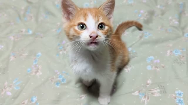 ニャーと鳴く子猫の動画|無料の動画素材サイト「動画AC」