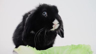 スノードーム シルエット イラストの無料ダウンロードサイト シルエットac