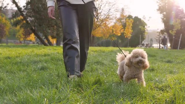 犬の散歩 正面 1の動画 無料の動画素材サイト 動画ac