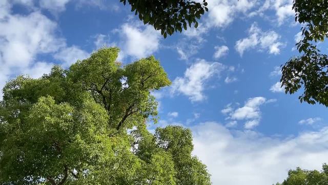 緑豊かな木と青が美しい空の動画｜無料の動画素材サイト「動画AC」