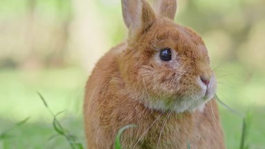 うさぎ シルエット イラストの無料ダウンロードサイト シルエットac