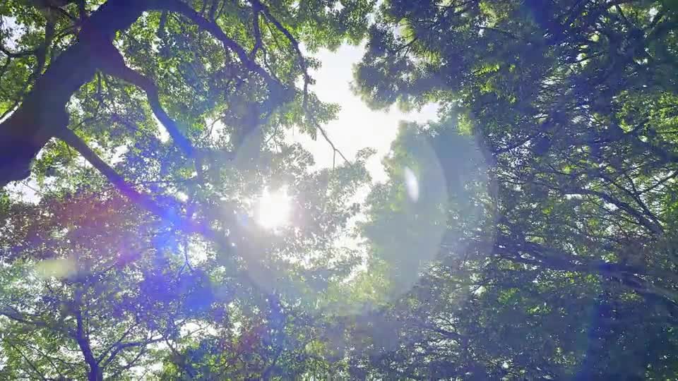 木漏れ日 森を歩く 標準画角の動画｜無料の動画素材サイト「動画AC」