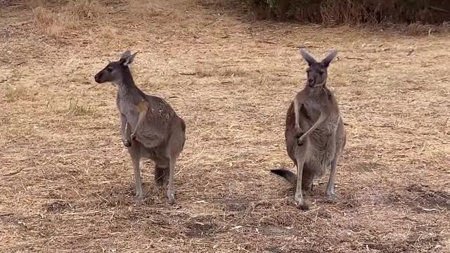 お腹を掻くカンガルー二匹の動画｜無料の動画素材サイト
