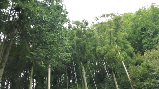 森の木々2の動画|無料の動画素材サイト「動画AC」
