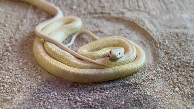 白蛇の動画｜無料の動画素材サイト「動画AC」