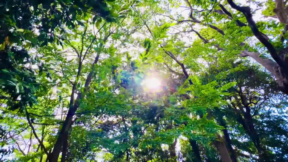 いつもありがとうございますo( ^_^ )o「森の木漏れ日」 木漏れ日の動画｜無料の動画素材サイト「動画AC」