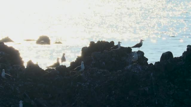 AC 0810 01 2  - Free Video Material Site｜videoAC