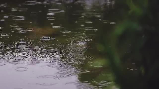 池に降る雨の動画|無料の動画素材サイト「動画AC」