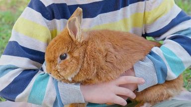 うさぎ シルエット イラストの無料ダウンロードサイト シルエットac