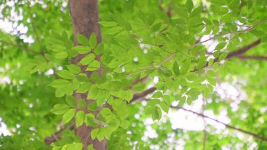 紅葉 シルエット イラストの無料ダウンロードサイト シルエットac